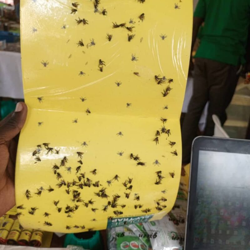 Housefly Traps - Image 3